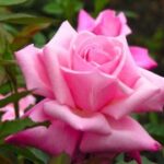 12. 体验top1体育下载,享受无缝的直播观看体验 5f158n