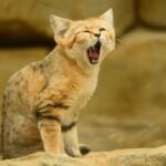 征途国际:企业如何应对国际市场的法规变化 ie39vw6pm9