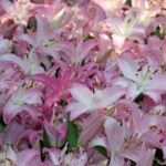 C7C7.app的注册流程与注意事项 lxzmko14