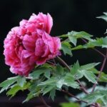 C7娱乐的社交功能如何增强用户互动 sk7azds