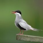 新手必看:大满贯H5的基础攻略 u5niei